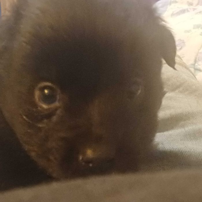 Catei tineri de donat!