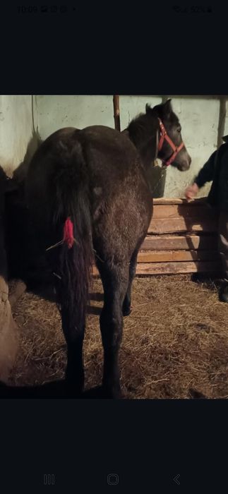 De vânzare o manasa