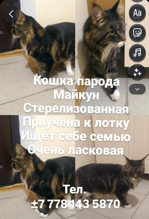 Отдам в добрые руки