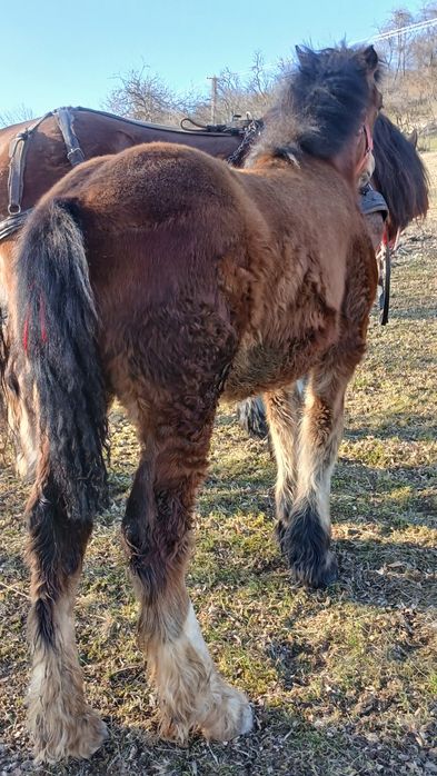 Vând mânz de 6 luni