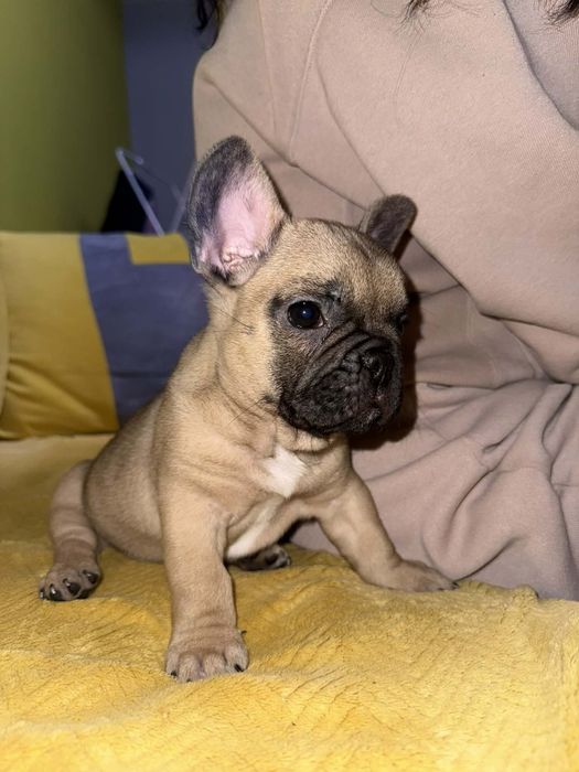 Френско булдоче(мъжко)