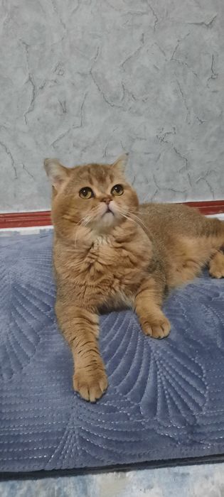 Вязка. Шиншала золотистый