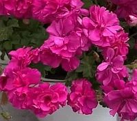 Сортовые пеларгонии