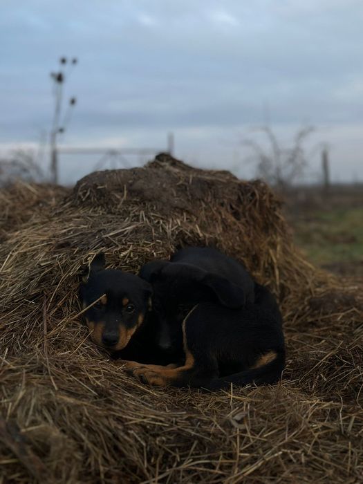 Cățeluși spre adopție