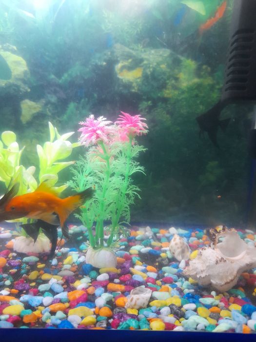 Akvaryum bor oladganla bosa murojat