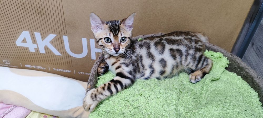 Продаются бенгальские котята