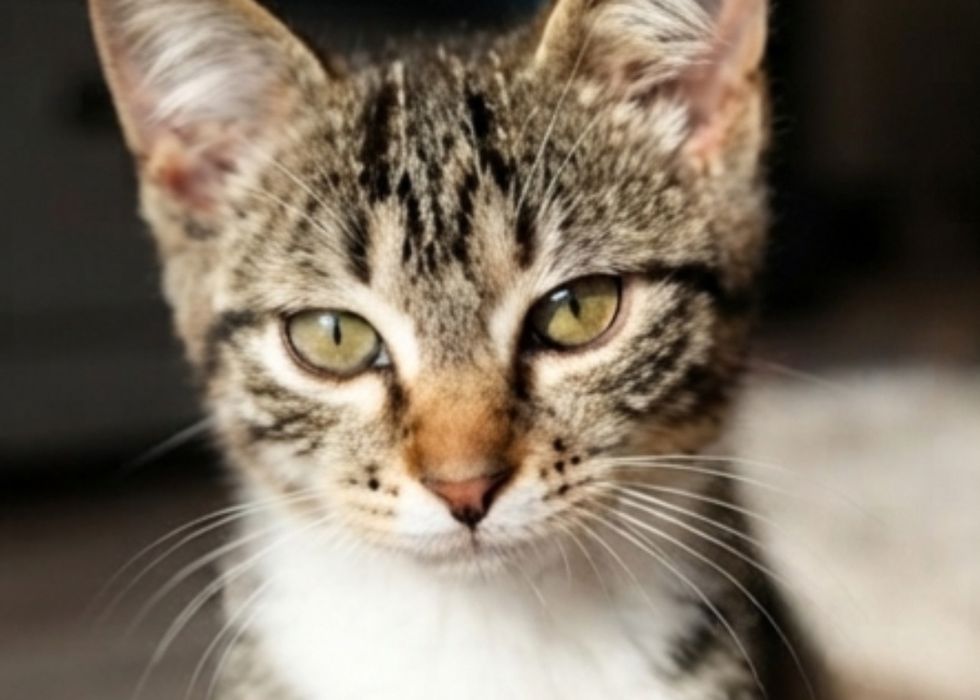 Котенок мальчик в добрые руки! 3,5 месяца.
