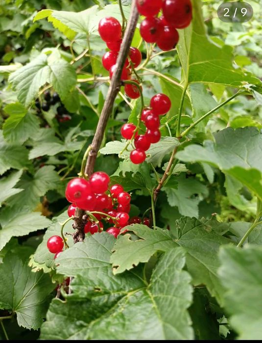 Дача земельный участок