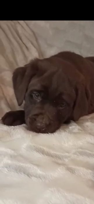 Щенки лабрадора ретривера