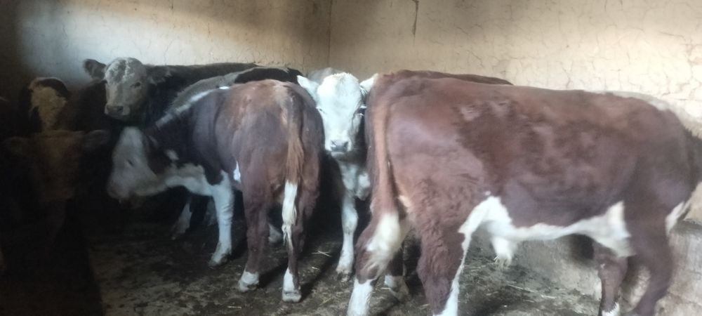 Ірі дәу патсостар сатылады