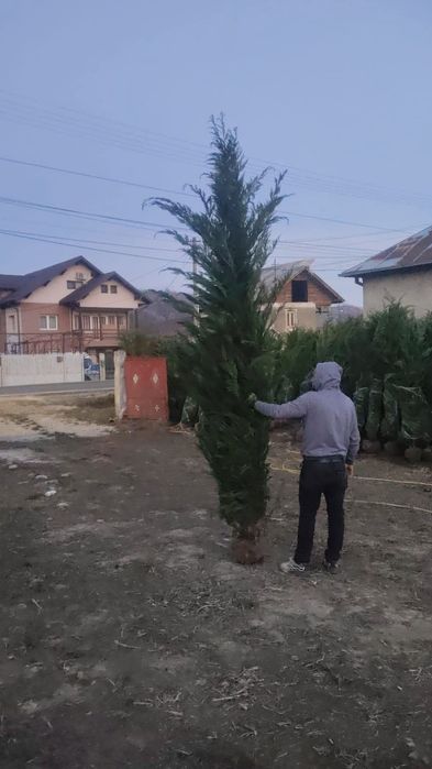 Leylandy cupressocyparis (tuia leylandii)