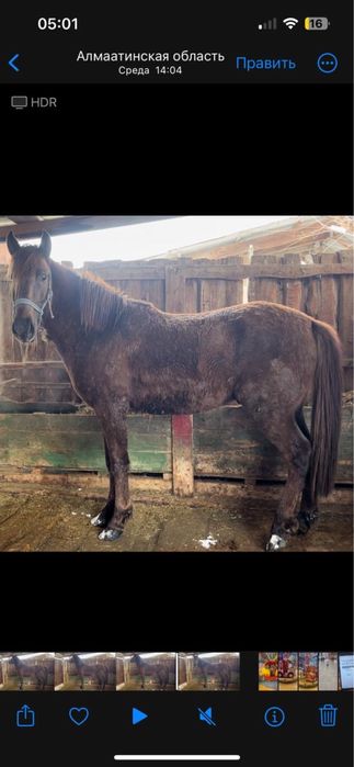 Срочно продам жеребец