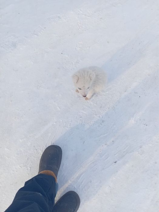 Срочно отдам щенка