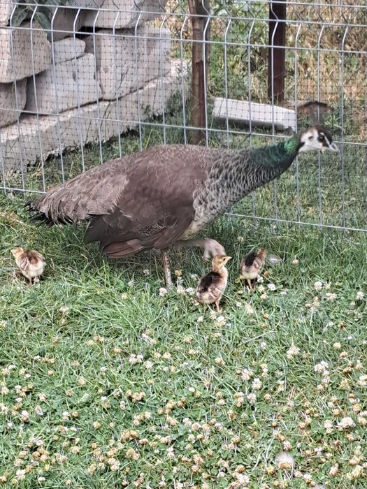 Fazani auriu pe roșu,păuni