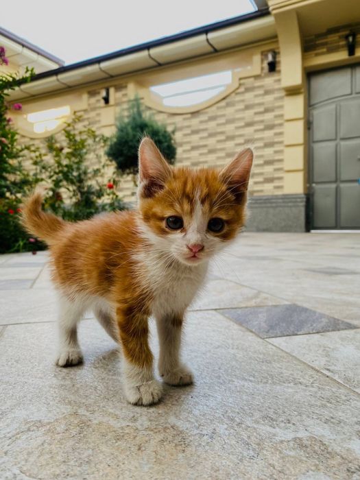Отдам котят бесплатно