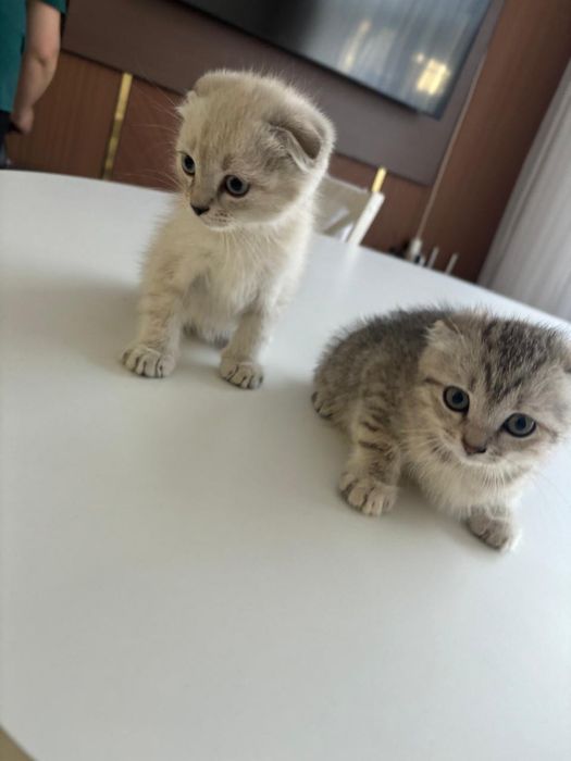 Кошки шотландские
