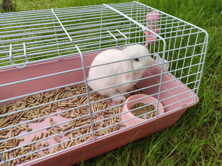 Продается кролик