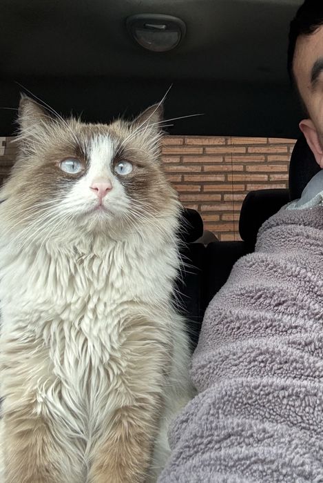 Regdoll parodiya mushuk