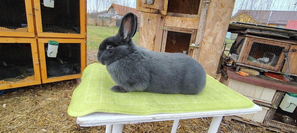 Vienez Albastru  iepure