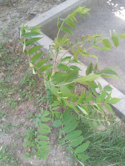 Продаю дерево  сумах (оленьи рога).