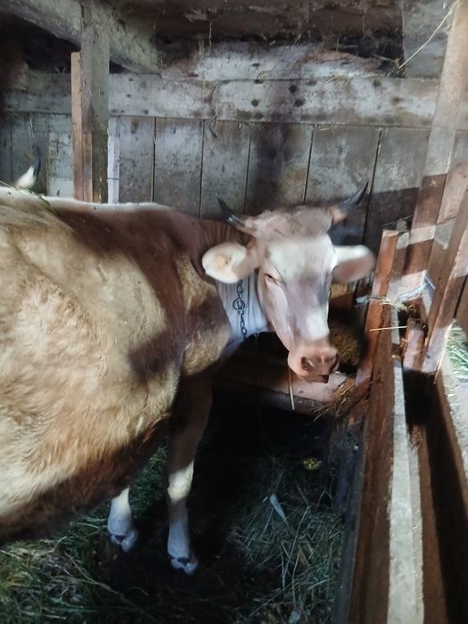 Vând vaca bună de ținut