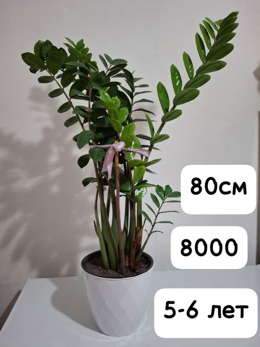 Продам замиокулькас