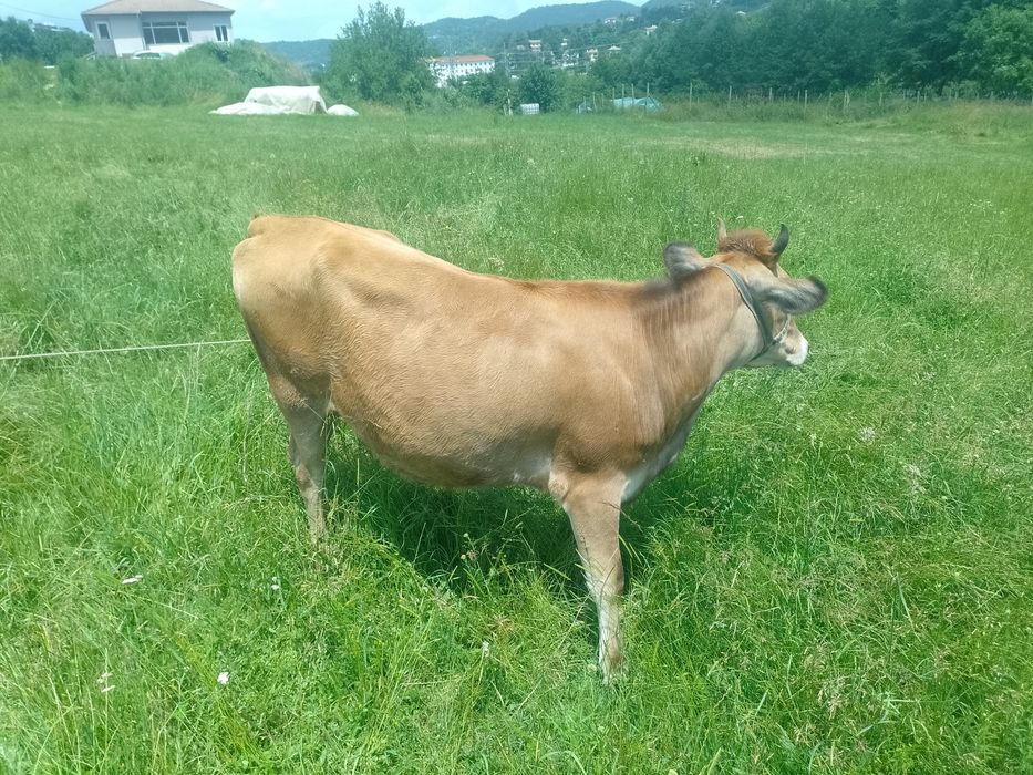 Продавам юница Джерсей на 1 година и 3 месеца