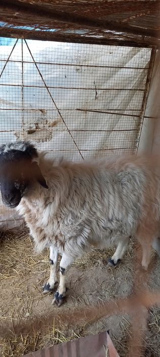 Коракулок кучкор сотилади