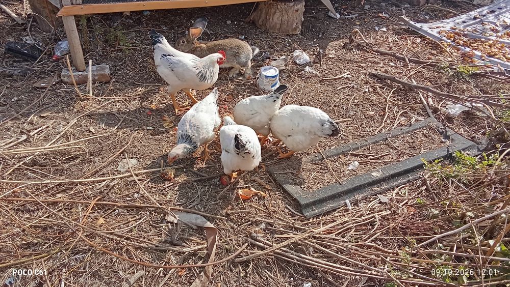 Продам кур и питухов