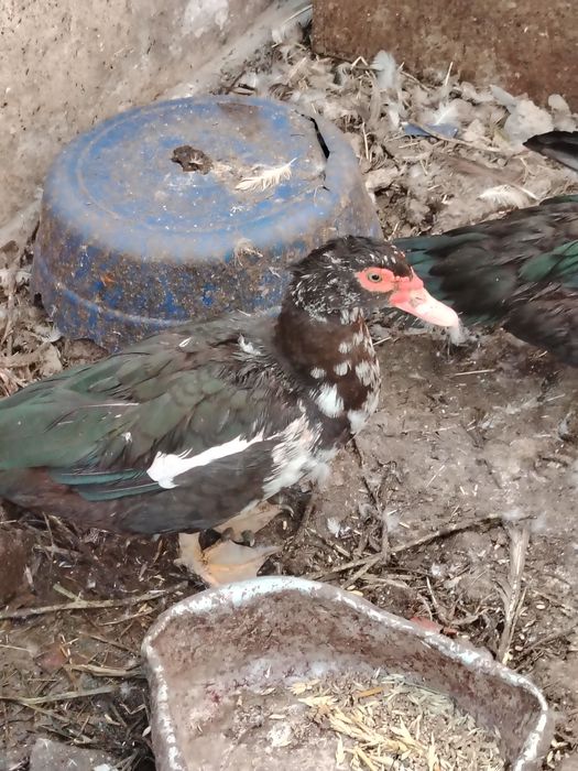 O'rdak g'ozlar sotiladi lichkada kelishamiz chirchiq