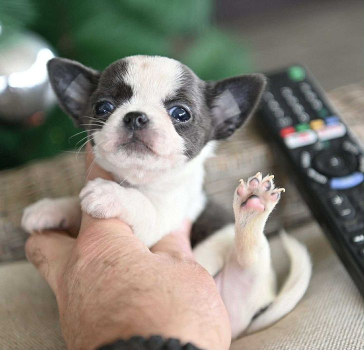 Женско мини чихуахуа бяло синьо