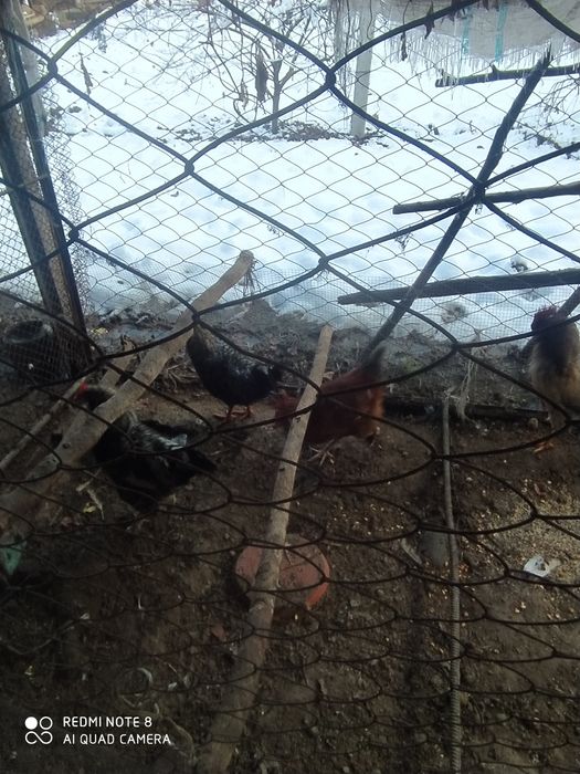 Jaydari xorozlar sotiladi