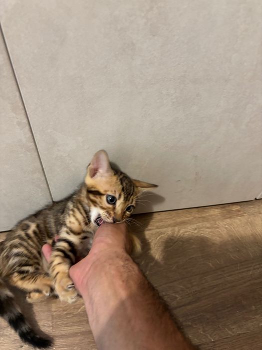 Продавам 2 Бенгалски котки две момченца