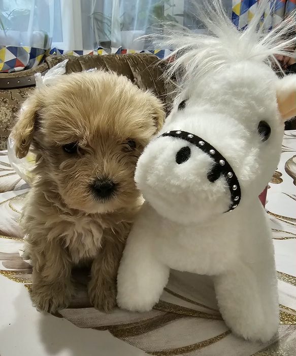 Продам мини щенков мальтипу