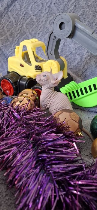 Донские котята малыши