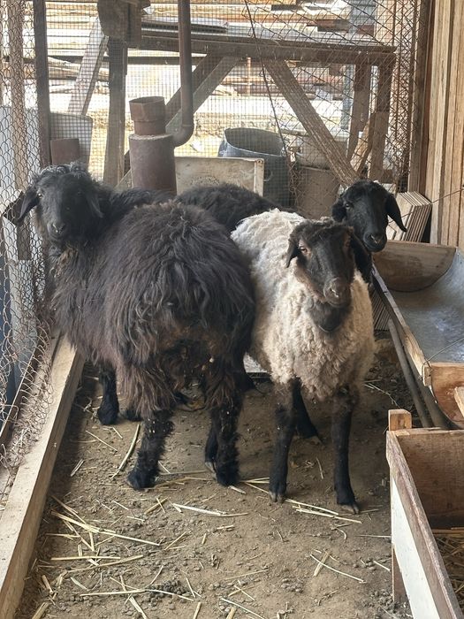 Бағылған қойлар сатылады