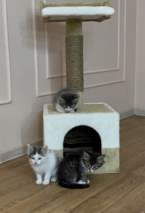 Мысык беремин ТЕГІН!