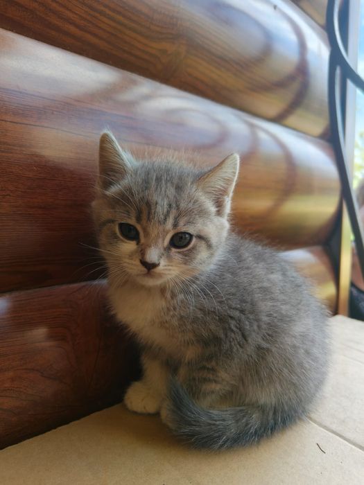 Котики два месяца