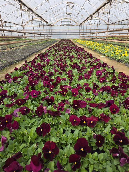 Viola, kapalak guli bor