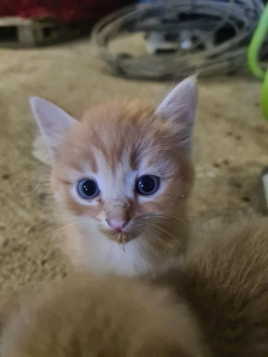 Отдам котят бесплатно