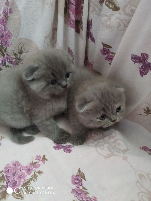 Продаются котята скоттиш-фолд