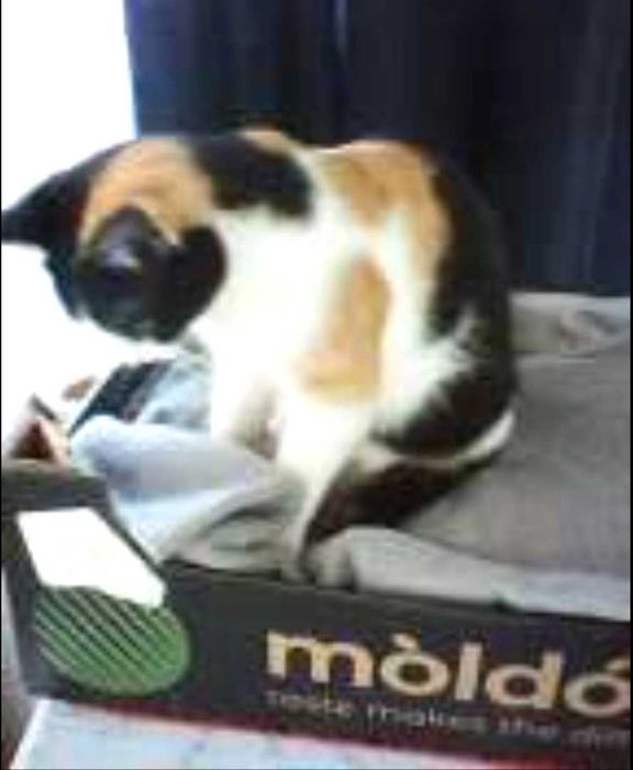 Ofer spre adopție pui de pisica