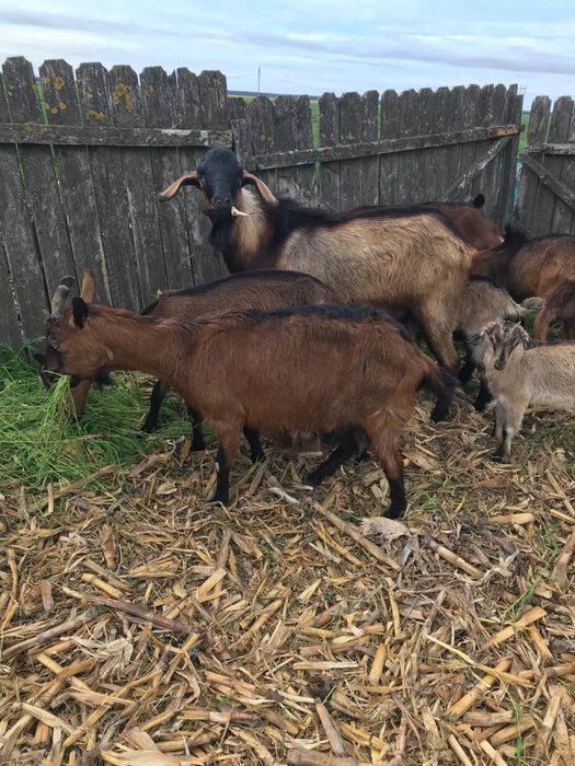 Capre alpine franceze