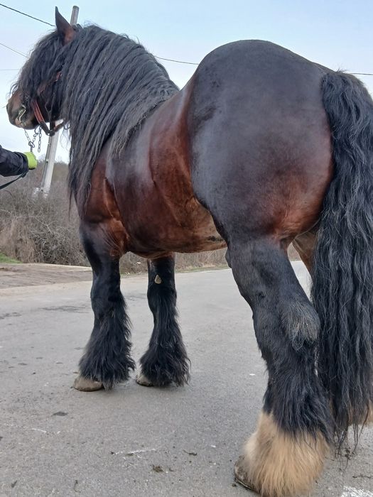 Vand sau monta armasar ardenez 1,80 inaltime