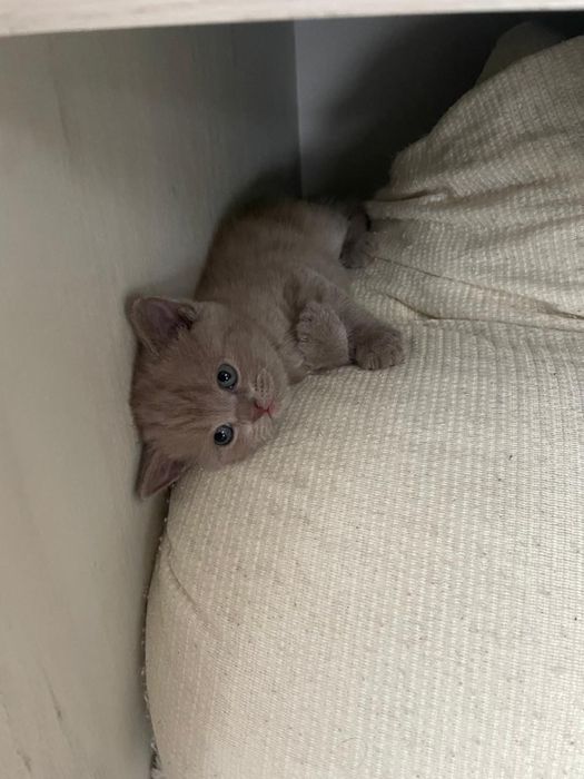 Кокшетау.Котенок смесь шотландский с британским