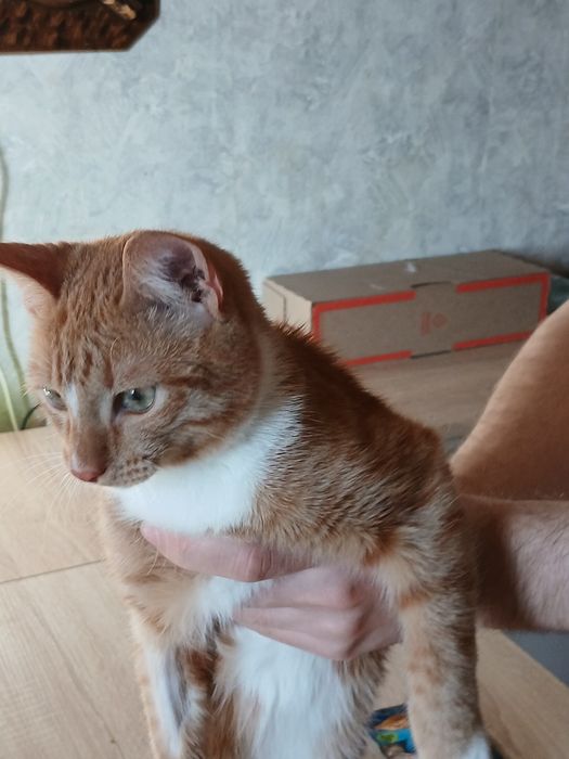 Дарю шикарного котика