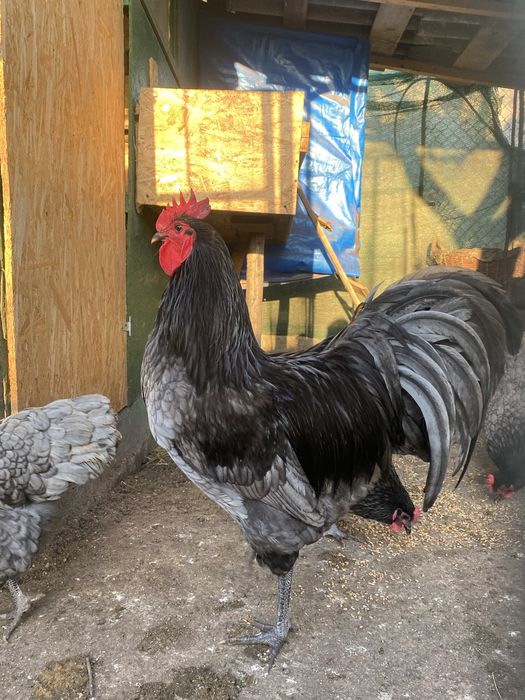 Oua de Australorp incubat
