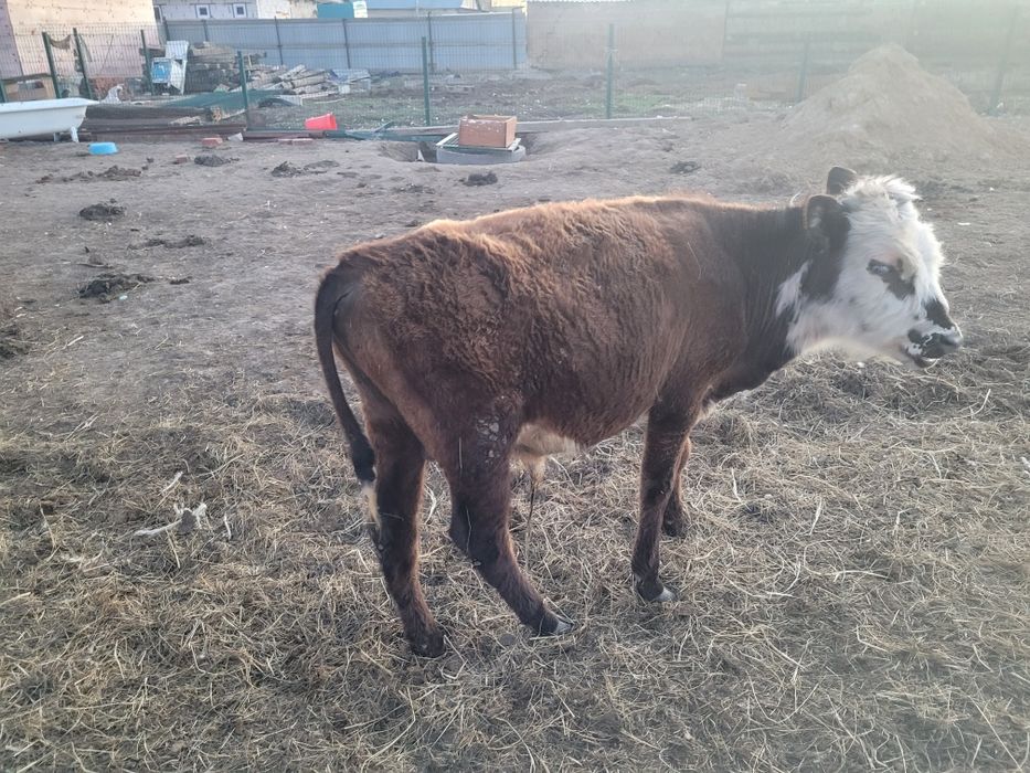 Молодняк баспак сиыр