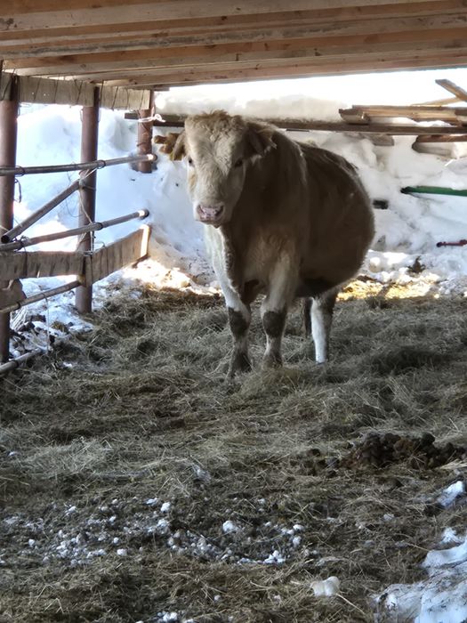 Бұқа, бык симментал