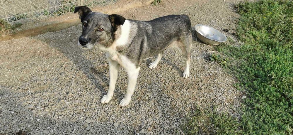 Britta isi cauta familie